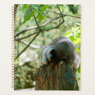 Schlafender Waschbär-Aufkleber Planer