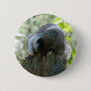 Schlafender Waschbär Pin Button