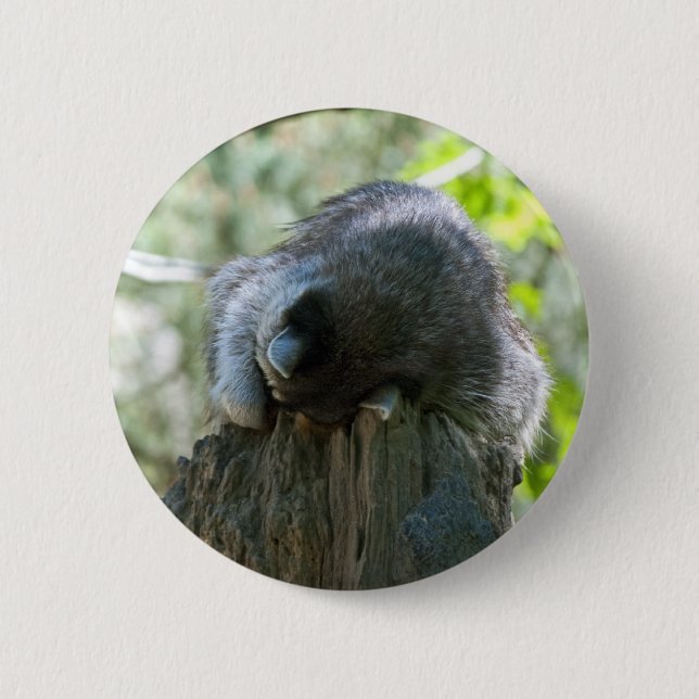 Schlafender Waschbär Pin Button (Vorderseite)