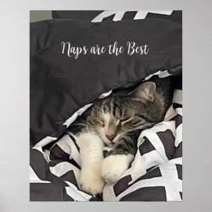 Schlafendes Katze Poster