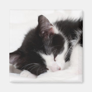 Schlafenkätzchen Magnet