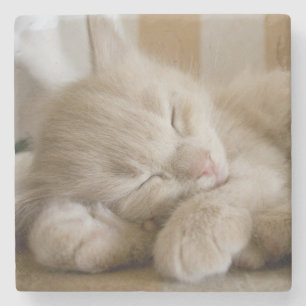 Schlafenkätzchen Steinuntersetzer