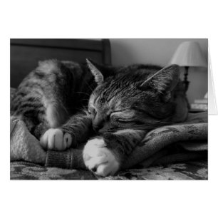 Schlafenkatze