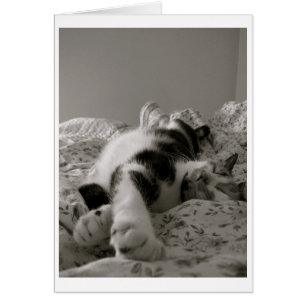 Schlafenkatze