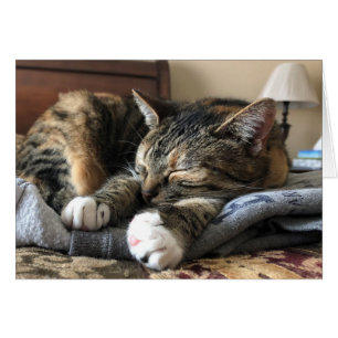Schlafenkatze