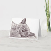 Schlafenkatze