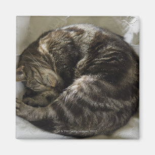 Schlafenkatze Magnet