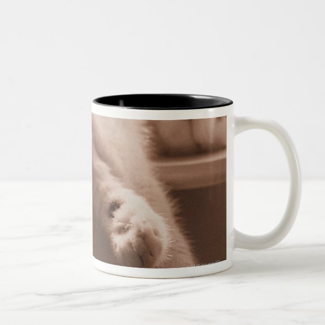 Schlafenkatze Zweifarbige Tasse (Rechts)