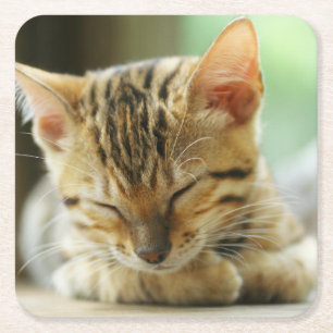 Schlafenkleine Baby-Miezekatze Rechteckiger Pappuntersetzer