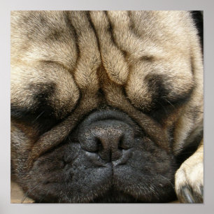 SchlafenMops-Plakat-Druck Poster