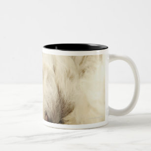 Schlafenpudelwelpe Zweifarbige Tasse