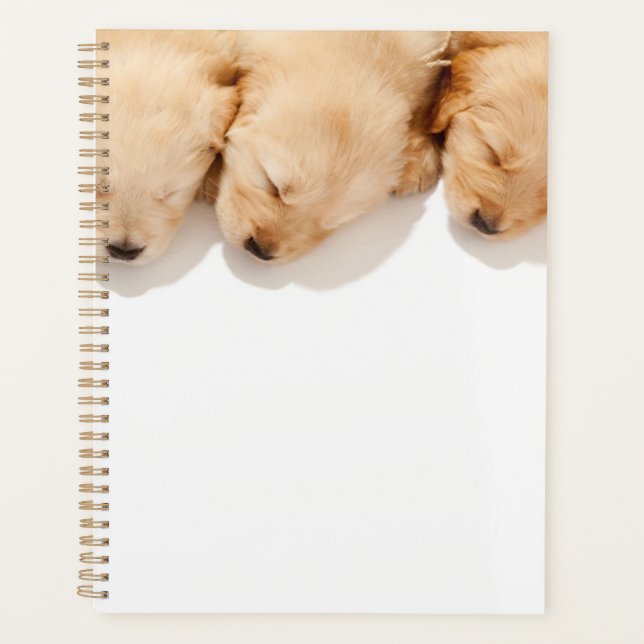 Schläfenreihe Goldene Retriever Welpen Planer (Vorderseite)