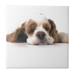 Schlafenrotes/weißes Cocker spaniel Fliese