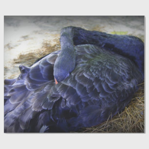 Schlafenschwan Geschenkpapier