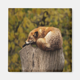 Schlaffuchs-Foto Magnet