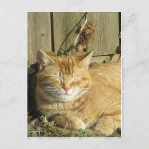 Schlafgelbe Katze Postkarte