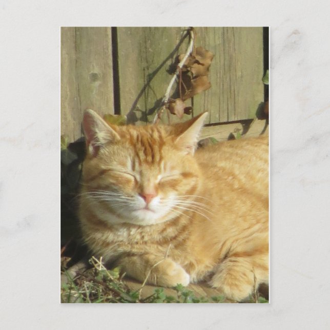 Schlafgelbe Katze Postkarte (Vorderseite)