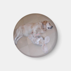 Schlafgolden Retriever Magnet