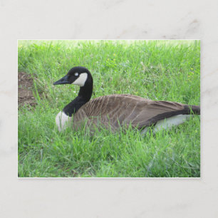 Schlafgoose Postkarte