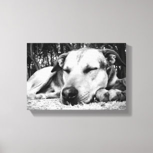Schlafhund Leinwanddruck
