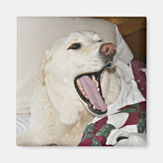 Schlafhund Magnet