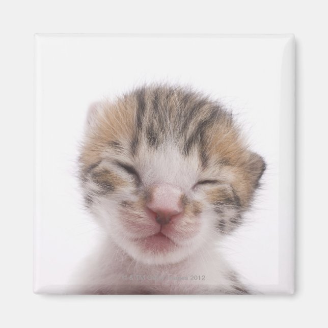 Schlafkätzchen Magnet (Vorne)