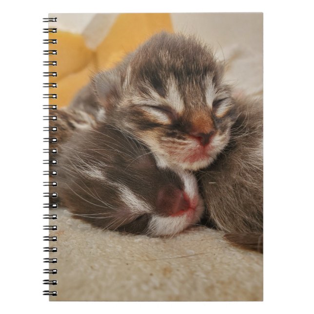 Schlafkätzchen Notizblock (Vorderseite)