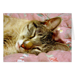Schlafkatze