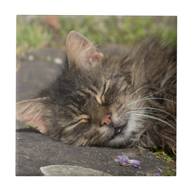 Schlafkatze Fliese (Vorderseite)