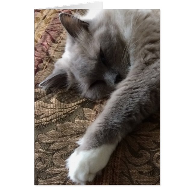Schlafkatze, Karte (Vorne)