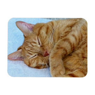 Schlafkatze Magnet