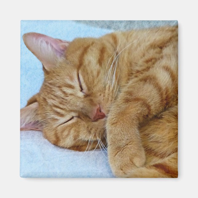 Schlafkatze Magnet (Vorne)