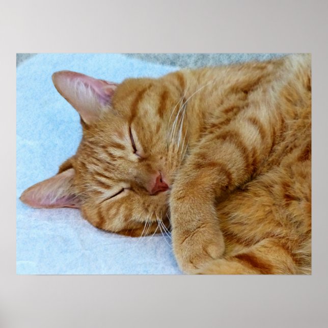 Schlafkatze Poster (Vorne)