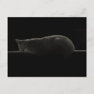 Schlafkatzen-Fotografie Postkarte