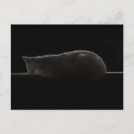 Schlafkatzen-Fotografie Postkarte