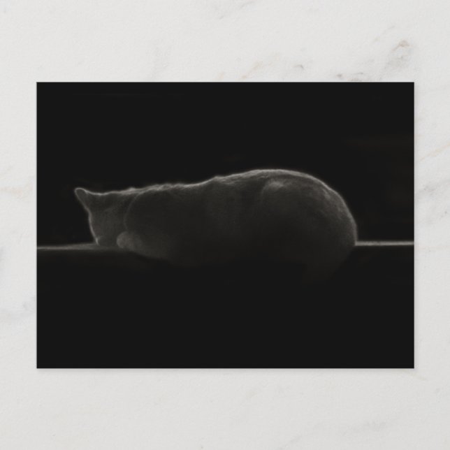 Schlafkatzen-Fotografie Postkarte (Vorderseite)