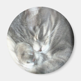 Schlafkatzen-Magnet Magnet