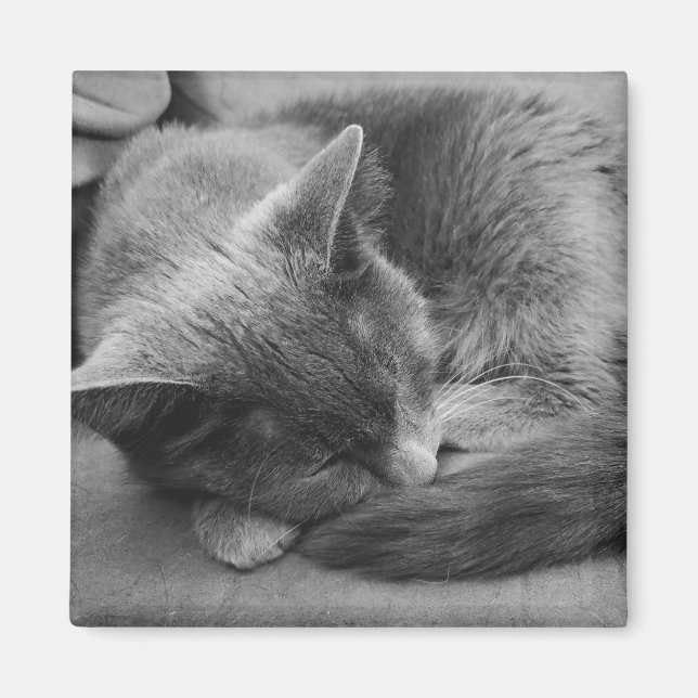 Schlafkatzenmagnet Magnet (Vorne)