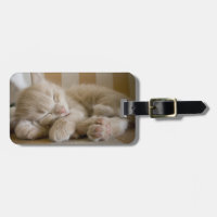 Schlafkitte
