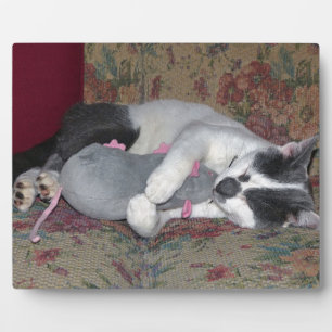 Schlafkitten Fotoplatte