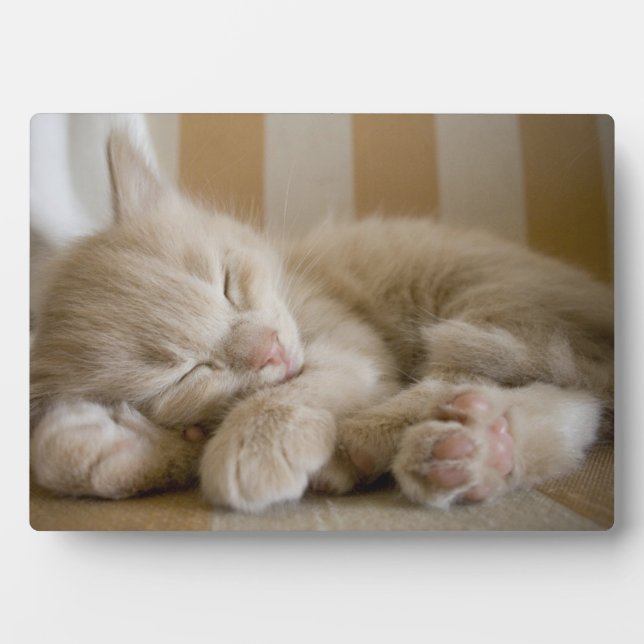 Schlafkitten Fotoplatte (Vorderseite)