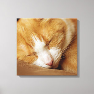 Schlafkitten Leinwanddruck