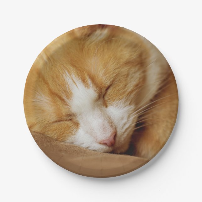 Schlafkitten Pappteller (Vorderseite)