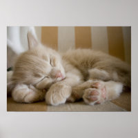Schlafkitten
