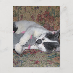 Schlafkitten Postkarte