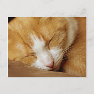 Schlafkitten Postkarte