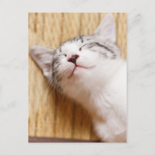 Schlafkitten Postkarte
