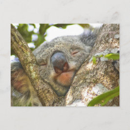 Schlafkoala Bär Postcard Postkarte