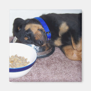 Schlafkopfrottweiler. Magnet