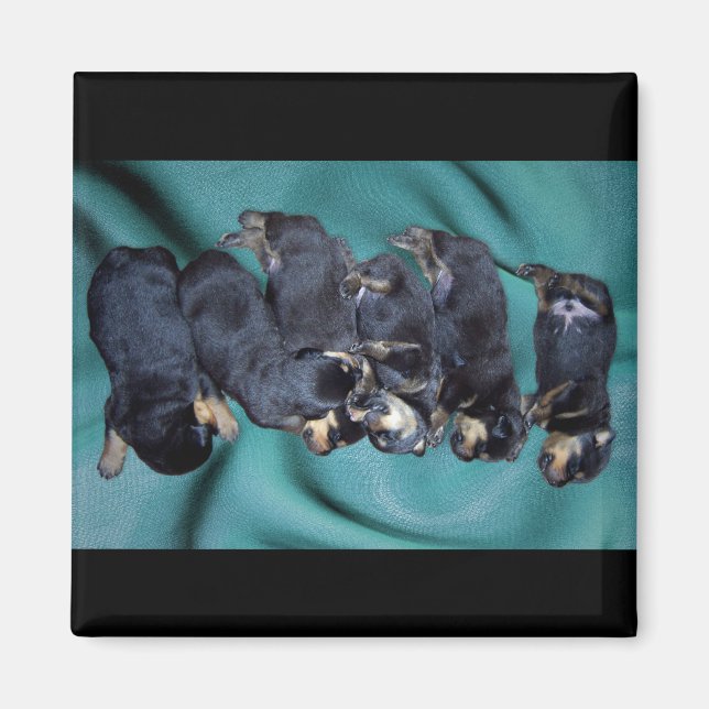 Schlafkopfwelpen Magnet (Vorne)